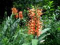 Ginger / Hedychium species